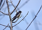 Barn Swallow