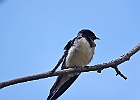 Barn Swallow