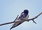 Barn Swallow