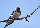 Barn Swallow