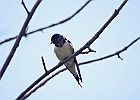 Barn Swallow