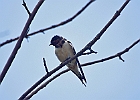 Barn Swallow