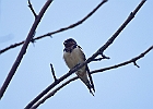 Barn Swallow