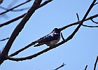 Barn Swallow