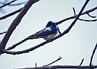 Barn Swallow