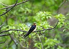 Barn Swallow