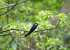 Barn Swallow