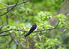 Barn Swallow