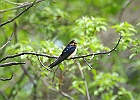 Barn Swallow