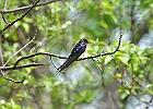 Barn Swallow