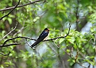Barn Swallow