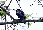 Red-winged Blackbird - Male