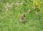 Canada Geese &#38; Goslings