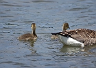 Canada Geese &#38; Goslings