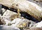 Canada Geese &#38; Goslings