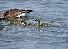 Canada Geese &#38; Goslings