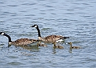 Canada Geese &#38; Goslings