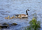 Canada Geese &#38; Goslings