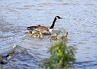 Canada Geese &#38; Goslings