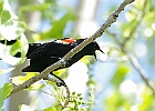 Red-winged Blackbird - Male