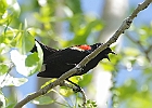 Red-winged Blackbird - Male