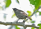Red-winged Blackbird - Female