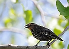 Red-winged Blackbird - Female