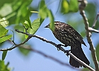 Red-winged Blackbird - Female