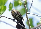 Red-winged Blackbird - Female