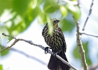 Red-winged Blackbird - Female