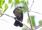 Red-winged Blackbird - Female