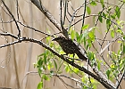 Red-winged Blackbird - Female