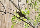 Red-winged Blackbird - Female