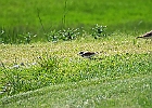 Killdeer