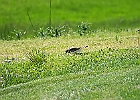 Killdeer