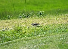 Killdeer