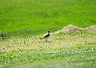 Killdeer