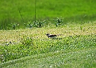 Killdeer