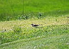 Killdeer