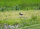 Killdeer