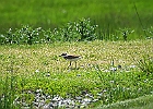Killdeer
