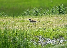 Killdeer