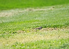Killdeer