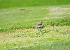 Killdeer