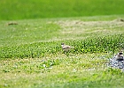 Killdeer