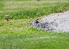Killdeer
