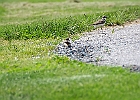 Killdeer