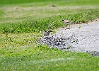 Killdeer
