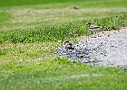 Killdeer