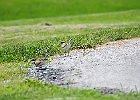 Killdeer